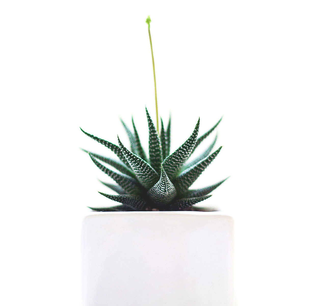 Growth Image